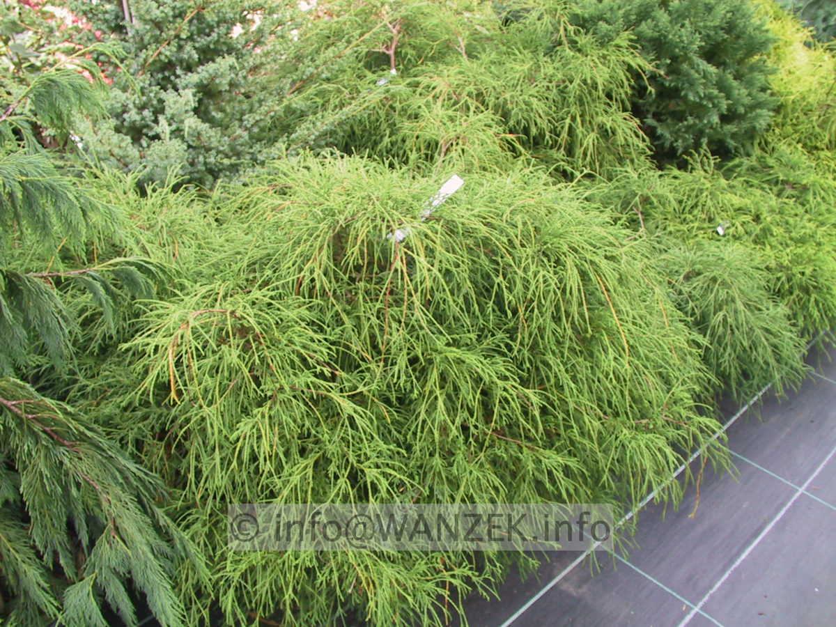 Chamaecyparis pisifera Filifera Nana 01.JPG